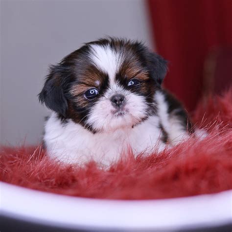 Imperial Shih Tzu Wasabi At 1 Month Really Cute Puppies Cute Puppy