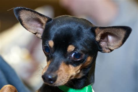 10 Best Chihuahua Dog Names