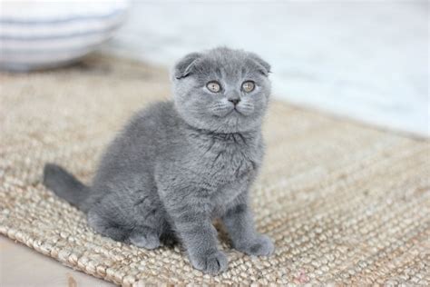 Scottish Fold Kitten Scottish Fold Kittens Scottish Fold Cat