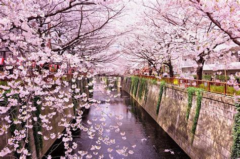 Best Sakura Spots In Tokyo Vol2 Meguro River Jw Web Magazine