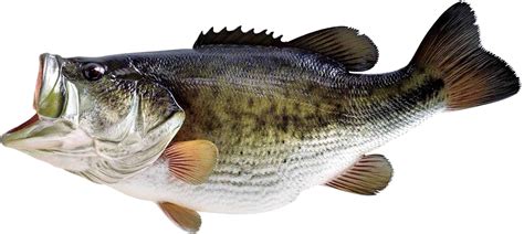 Fish Png Image