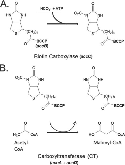 Acetyl Coa Carboxylase Pathway