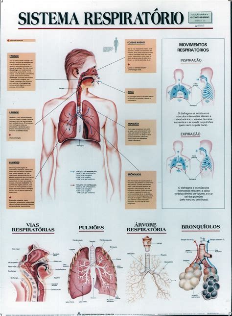 Sistema Respiratório Mapa Mental