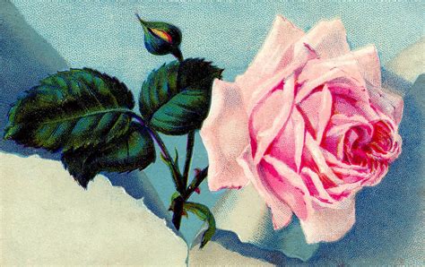Vintage Clip Art Gorgeous Pink Rose The Graphics Fairy