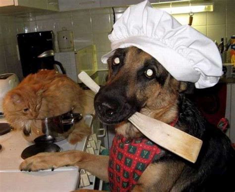 Find and save german shepherds memes | from instagram, facebook, tumblr, twitter & more. IRTI - funny picture #587 - tags: dog cooking cat chef kitchen