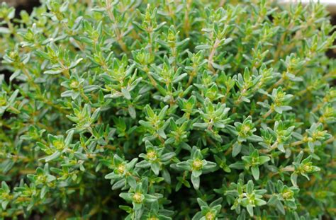 How To Prune Thyme The Fastest Way To Maximize Growth Go Grow Garden