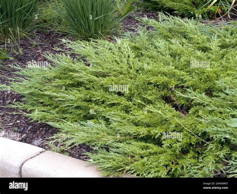 Juniperus Sabina Calgary Carpet Hi Res Stock Photography And Images Alamy