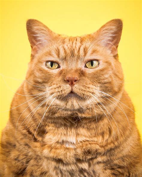 Photographer Takes Delightful Fat Cat Pictures To Show Chubby Cats Are Adorable