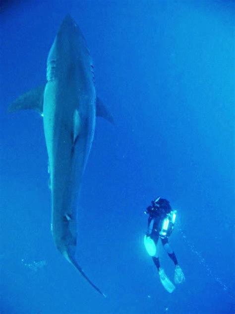 Tiburones En Galicia Edad Y Tasa De Crecimiento Del Tiburón Blanco