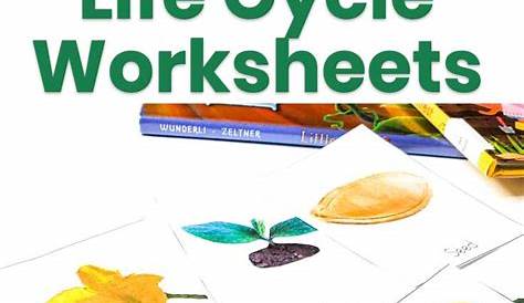 pumpkin life cycle worksheets