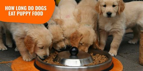 But if you mean will a puppy drink too much water, no. How Long Do Dogs Eat Puppy Food? — Age, Transition & Methods