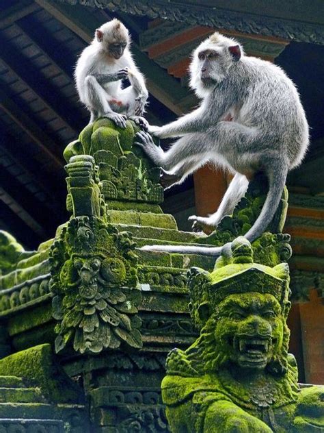 Monkey Temple Bali Indonesia Ubud Bali Bali Travel