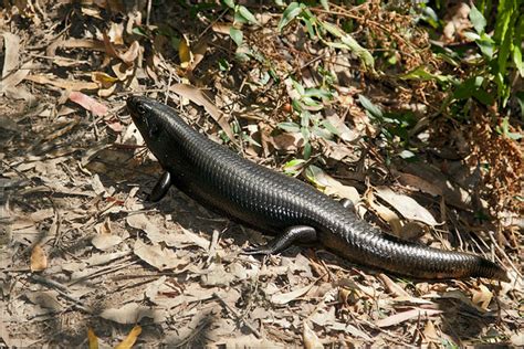 Land Mullet The Largest Skink In The World Growing To 60c Flickr