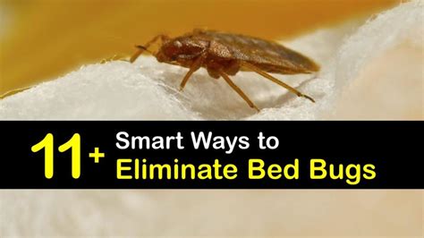 7 Mind Blowing Ways To Eradicate Bed Bugs