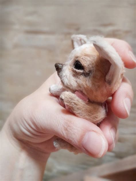 Teacup Chiweenie Puppies