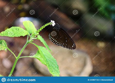 View Of A Butterfly At Papiliorama Stock Photo Image Of Chiètres
