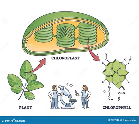 Sch Ma De La Chlorophylle Et Du Chloroplaste De La Plante La Formule