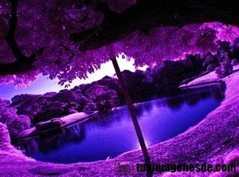 Imágenes De Color Morado Imágenes