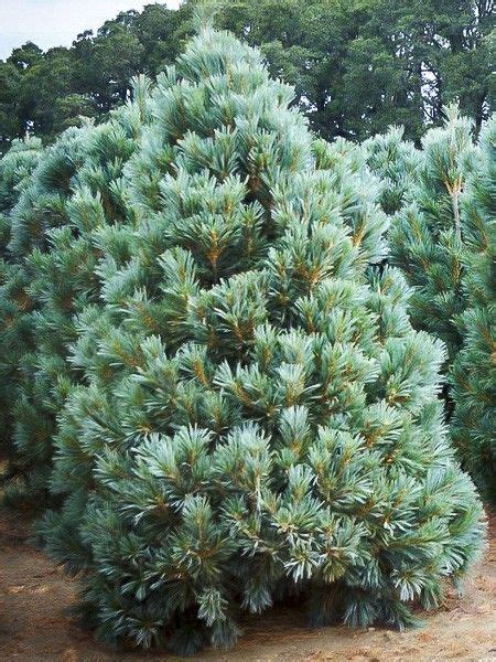 Pin Blanc De Louest Vanderwolfs Pyramid Pinus Flexilis