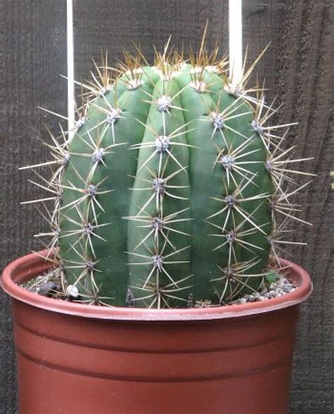 Helianthocereus Terscheckii Large Cactus Plant In 2020 Large Cactus
