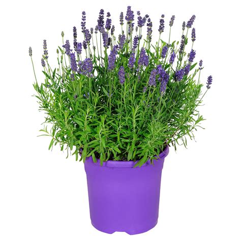 Angebot Aldi Süd GARDENLINE Lavendel Aldi Süd