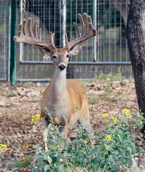 M3 Whitetails 2 Year Old Whitetail Breeder Bucks That Can See Some