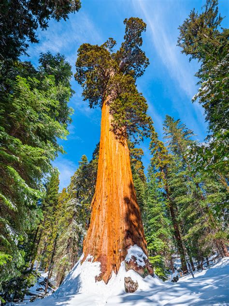 Flickriver Photoset General Grant Giant Sequoia Tree Grants Grove