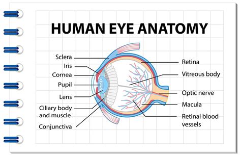 Diagram Of Human Eye Anatomy With Label 1783941 Vector Art At Vecteezy