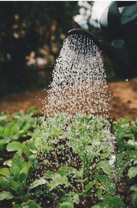 Drought Waterwise Gardening Solutions Fairview Garden Center