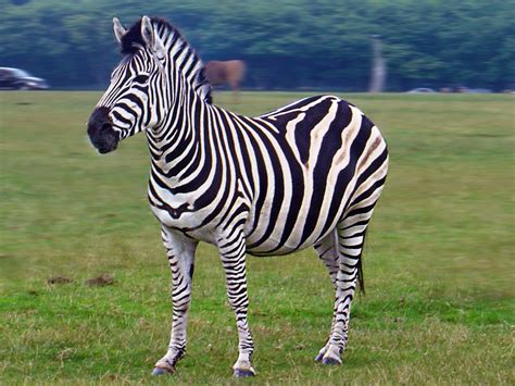 Natureza Zebra