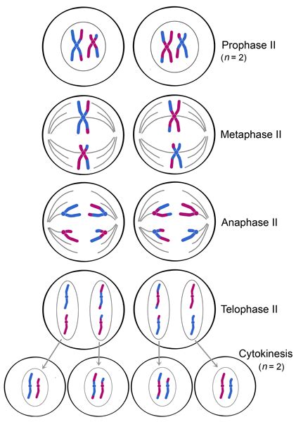 Meiosis