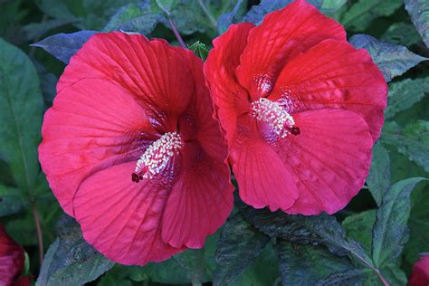 Giant Red Hibiscus Photograph By Robert Tubesing Fine Art America