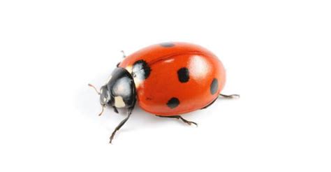 Ladybugs Pest Control