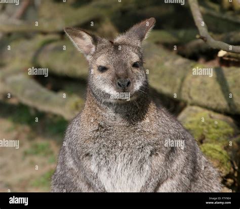 Male East Australian Tasmanian Red Necked Wallaby Or Bennetts