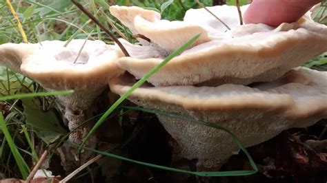 Wild Mushrooms Of Northern Wisconsin From Last October Mushroom