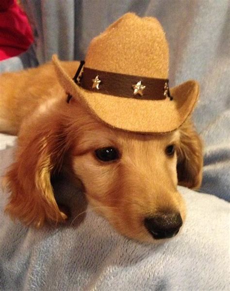 Dog Cowboy Hat Tan Felt Baxterboo