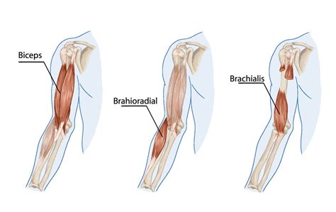 Biceps Muscles Brachii And Brachialis