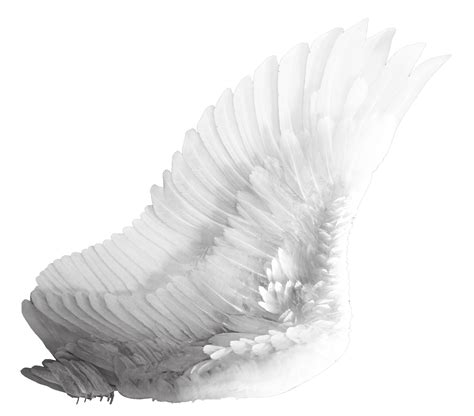 Wings Png Transparent Image Download Size 2022x1777px