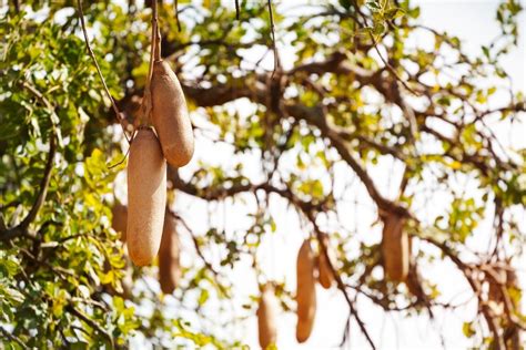 Sausage Tree Fruit Sausage Tree Fruits Royalty Free Photo Stock Image