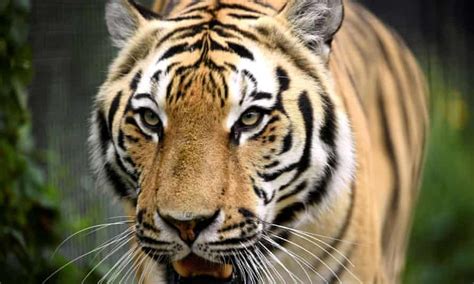 Rescued Circus Tigers To Arrive In Florida After 18 Month Ordeal In