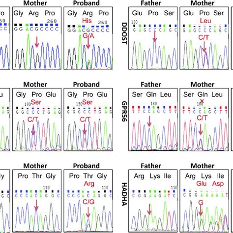 Sanger Sequencing Verified Heterozygous Variants Identified By Next Download Scientific Diagram