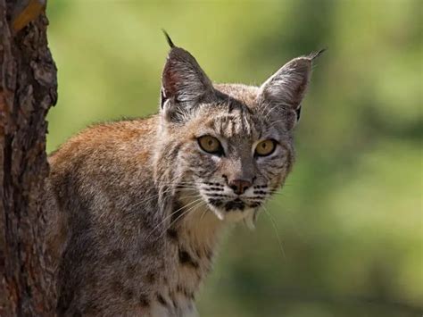 Wild Cats In Ohio Krebs Creek