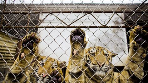 Businessman Guilty Of Killing And Eating Tigers The New York Times
