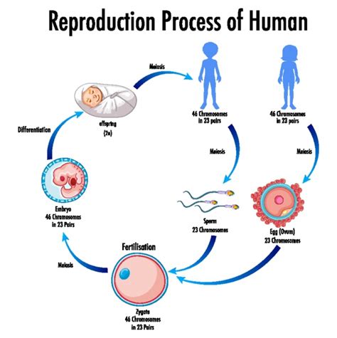 Reproduction Process Of Human Infographic Stock Image 30496366
