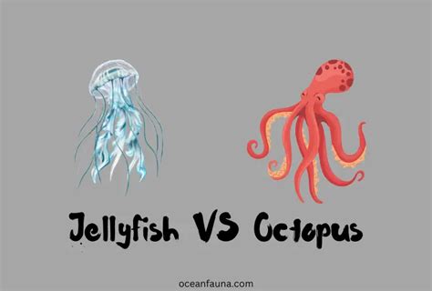 Jellyfish Vs Octopus What Are The Differences Ocean Fauna