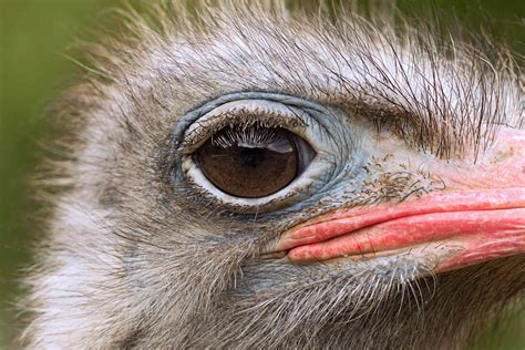 11 Compelling Ostrich Facts