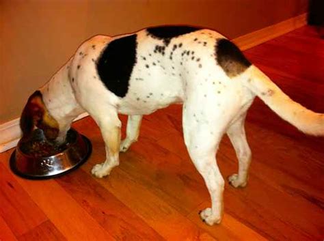 27 most popular dalmatian mixes. Beaglemation (Dalmatian-Beagle Mix) Info, Puppies, Pictures