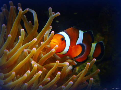 Sea Anemone And Clownfish Mutualism Or Commensalism