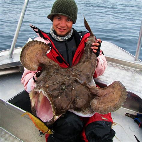 Water temps in the past 2 weeks have peaked at 72 to 75 degrees. Big Fishes of the World: ANGLER FISH MONKFISH (Lophius ...