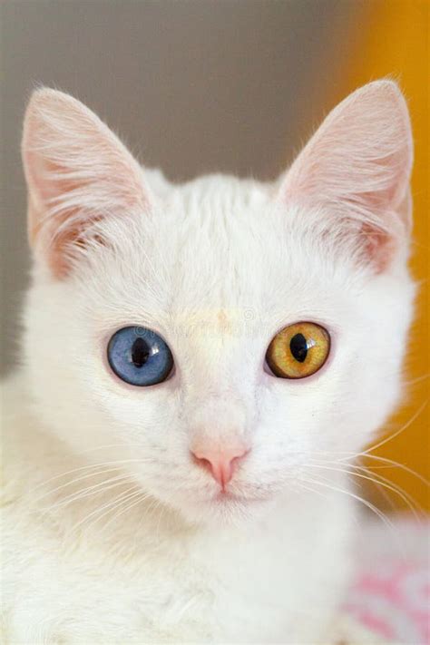 Portrait Of Pure White Cat Front View Stock Image Image Of Beautiful